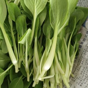 E12 小白菜苗 Baby Pak Choy